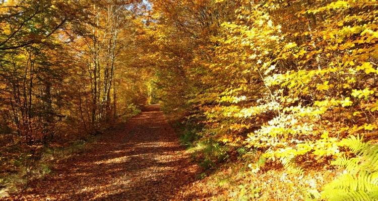 Magical Spessart - Eurohike 5