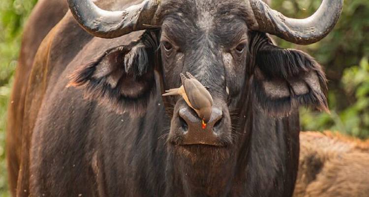 Buffalo with a bird on its nose.