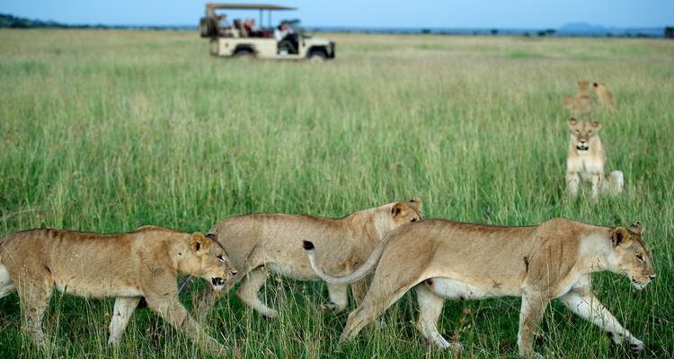 8 días de lujo en el Serengeti y Katavi de Tanzania - Little Roz Tours 1