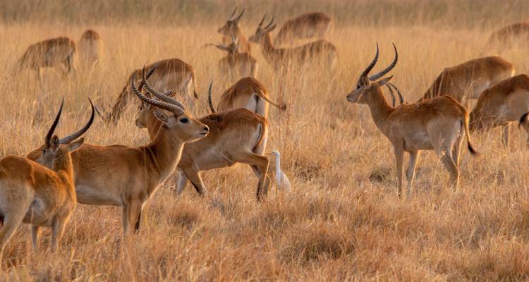 Desde Livingstone: 3 días - Explora el Parque Nacional de Lochinvar para una excursión de observación de aves - Lochinvar Safaris 3
