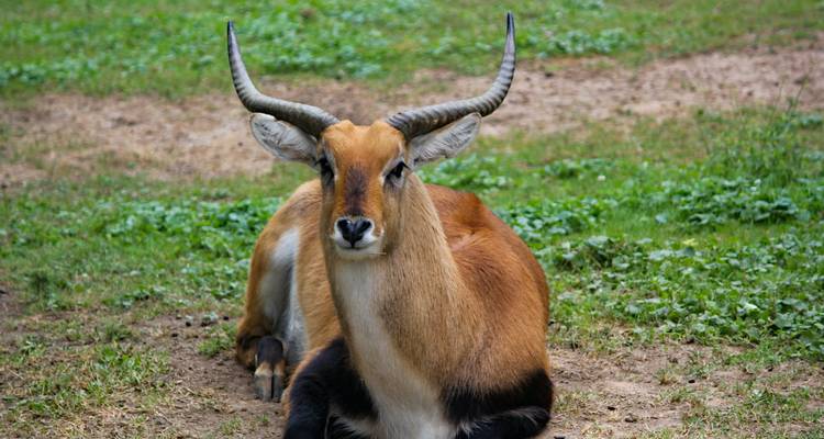 Desde Livingstone: 3 días - Explora el Parque Nacional de Lochinvar para una excursión de observación de aves - Lochinvar Safaris 7
