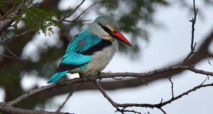 Desde Livingstone: 3 días - Explora el Parque Nacional de Lochinvar para una excursión de observación de aves - Lochinvar Safaris 6