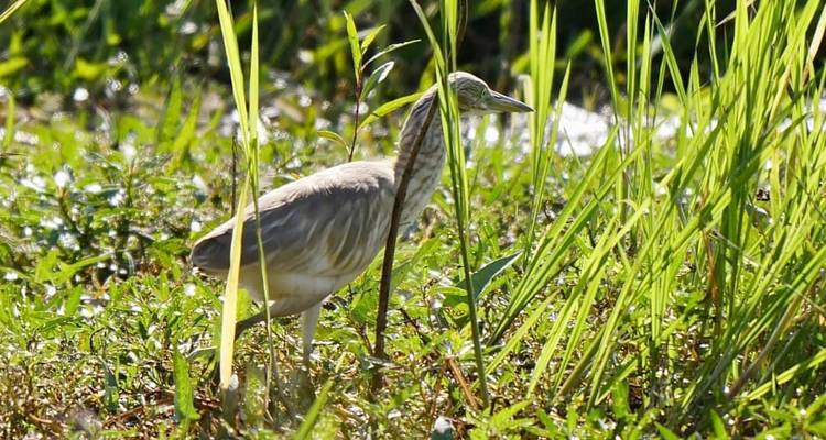 Desde Livingstone: 3 días - Explora el Parque Nacional de Lochinvar para una excursión de observación de aves - Lochinvar Safaris 10