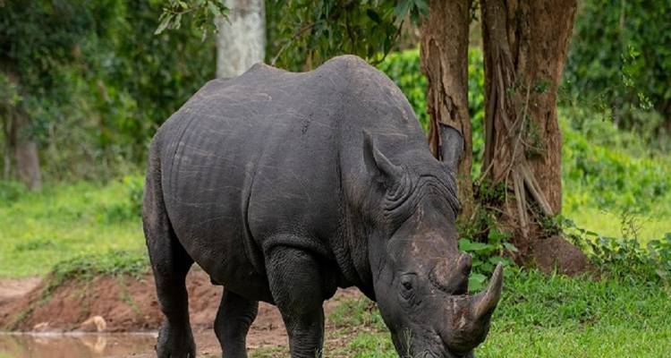 Ultimate Tanzania's Adventure: Best 6-Day Budget Safari Experience. - Africa Natural Tours 2