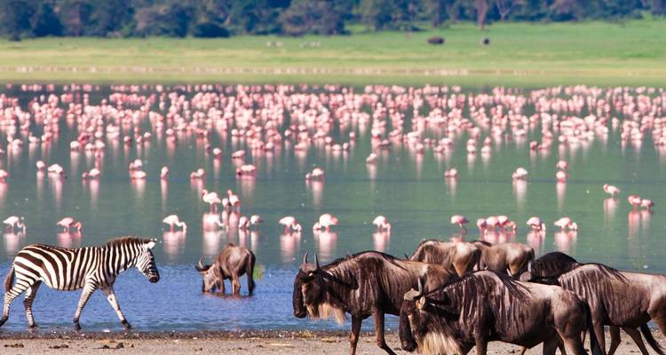 Cebras y ñus junto a un lago lleno de miles de flamencos rosas