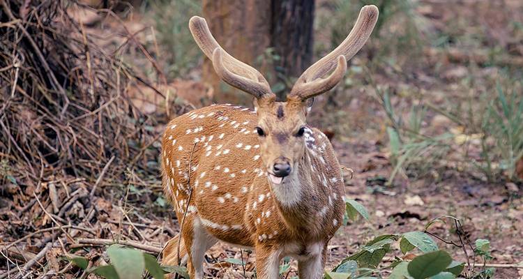 Pench y Kanha safari por la naturaleza todo incluido - Real viaggi india  1
