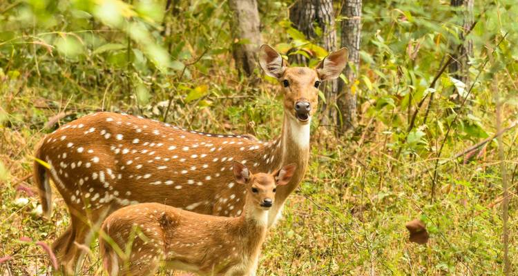 Pench y Kanha safari por la naturaleza todo incluido - Real viaggi india  2