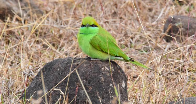 Pench y Kanha safari por la naturaleza todo incluido - Real viaggi india  3