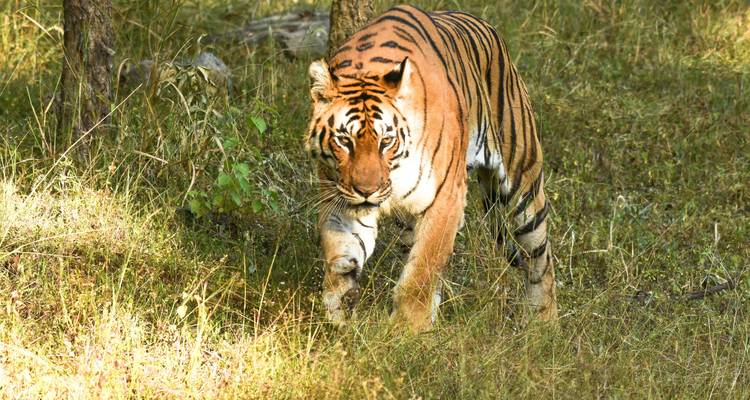 Pench y Kanha safari por la naturaleza todo incluido - Real viaggi india  4