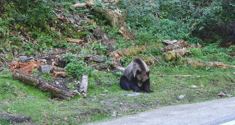 2 Days Private Tour Transfagarasan Road & Sibiu (June - October) from Bucharest - Nicolas Experience Tours 4
