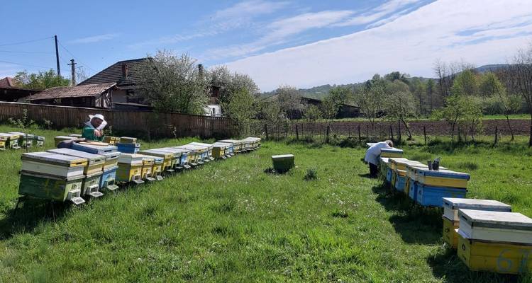 Circuito de un día a la Apicultura - circuito guiado privado desde Bucarest - Nicolas Experience Tours 1