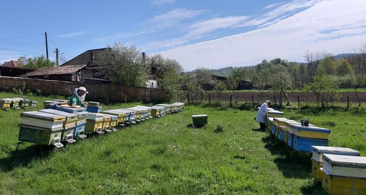 Circuito de un día a la Apicultura - circuito guiado privado desde Bucarest - Nicolas Experience Tours 4