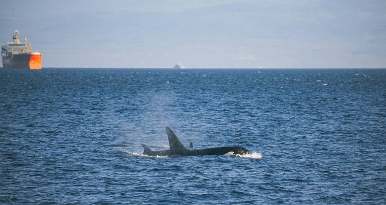 Paar von Orcas an der Oberfläche im offenen blauen Meer mit entfernten Schiffen am Horizont.