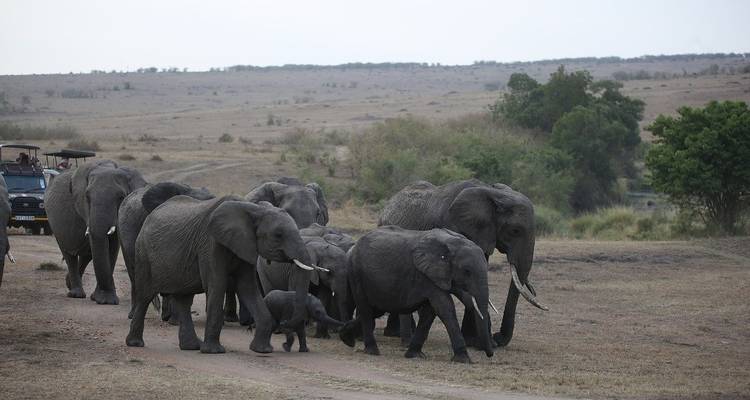 Aventura en Samburu, Aberdare y Maasai Mara 11 días /10 noches. - Across Africa Tours & Travel 2