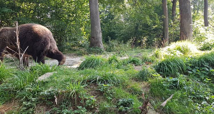 Bears Sanctuary, Dracula's Castle, Brasov Day Trip Private Tour from Bucharest - Nicolas Experience Tours 6