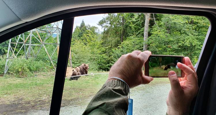 Bears Sanctuary, Dracula's Castle, Brasov Day Trip Private Tour from Bucharest - Nicolas Experience Tours 3