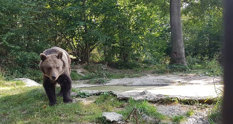 Bears Sanctuary, Dracula's Castle, Brasov Day Trip Private Tour from Bucharest - Nicolas Experience Tours 7