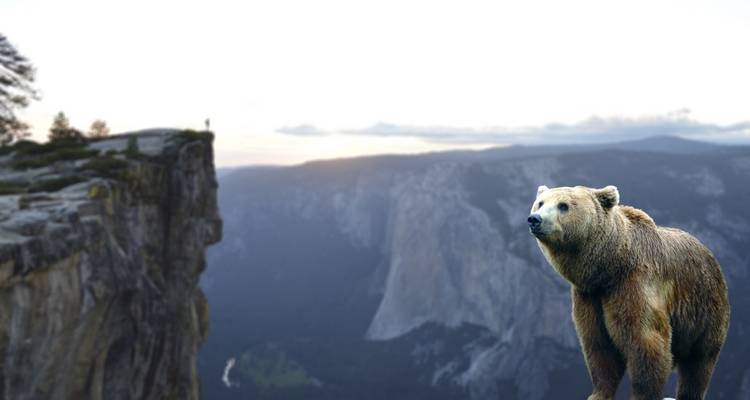 Bears Sanctuary, Dracula's Castle, Brasov Day Trip Private Tour from Bucharest - Nicolas Experience Tours 2