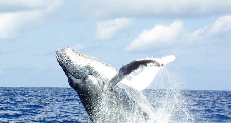 Comores : Expédition de la faune et de la flore - Intrepid Travel 2