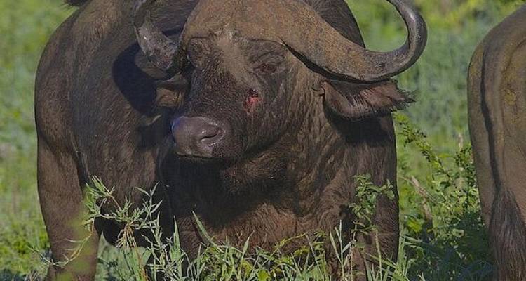 Büffel stehen in einer grasbewachsenen Savanne.