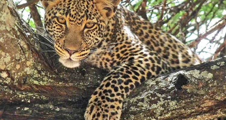 Leopard ruht in einem Baum und blickt direkt in die Kamera.