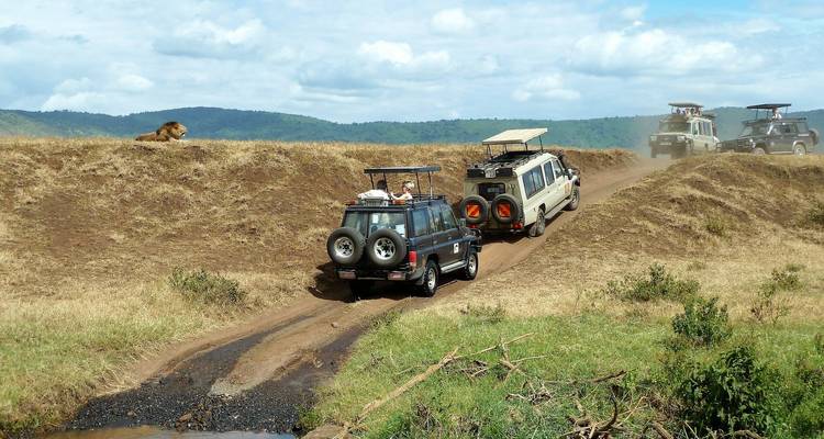 Safari vehicles driving on a dirt path with a lion in the background.