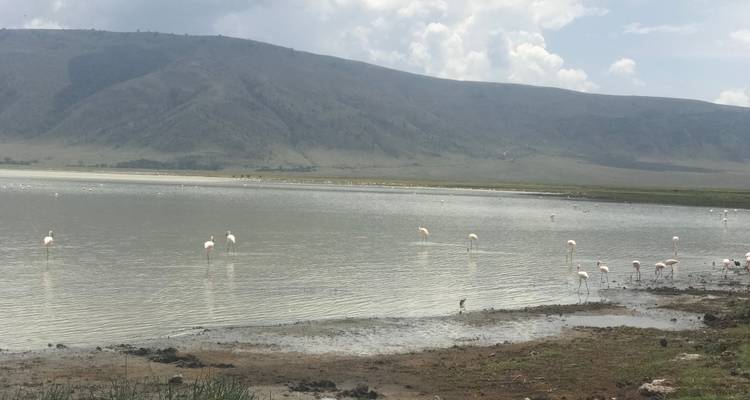 Flamingos wading in a lake with hills in the background.