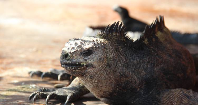 Expedición de 5 días a Galápagos - Responsible Travel South America 2
