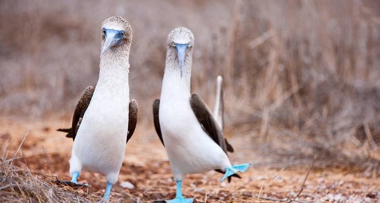 Expedición de 5 días a Galápagos - Responsible Travel South America 4