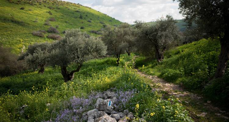 El Camino de Jesús en una excursión económica de 5 días desde Nazaret al Mar de Galilea - Abraham Tours 7