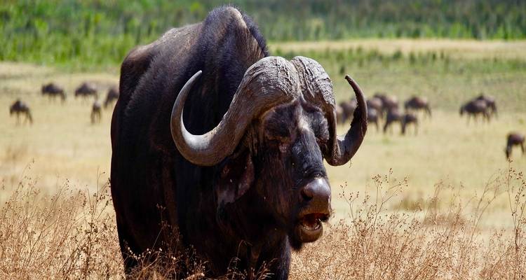 Gros plan d'un buffle dans une prairie.