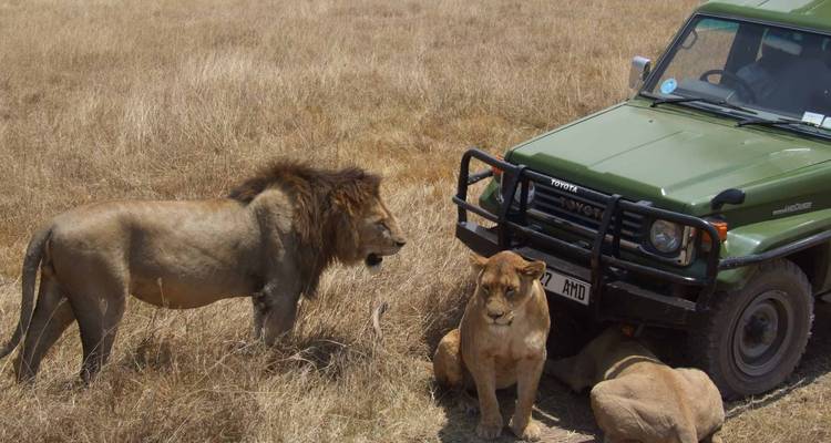 Leeuwen naast een safarivoertuig in een savanne