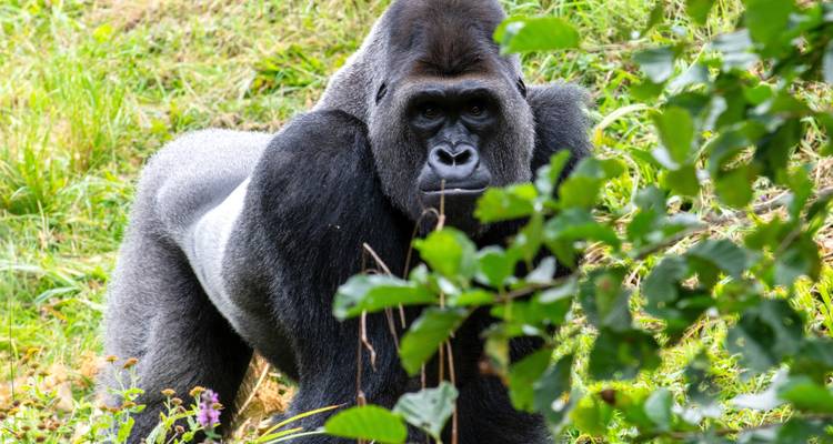 Sur le chemin des gorilles Safari au Gabon 8 jours/7 nuits - Across Africa Tours & Travel 1