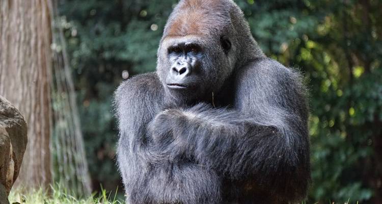 Sur le chemin des gorilles Safari au Gabon 8 jours/7 nuits - Across Africa Tours & Travel 2