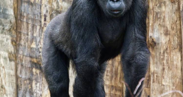 Sur le chemin des gorilles Safari au Gabon 8 jours/7 nuits - Across Africa Tours & Travel 3
