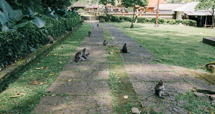 Sur le chemin des gorilles Safari au Gabon 8 jours/7 nuits - Across Africa Tours & Travel 6