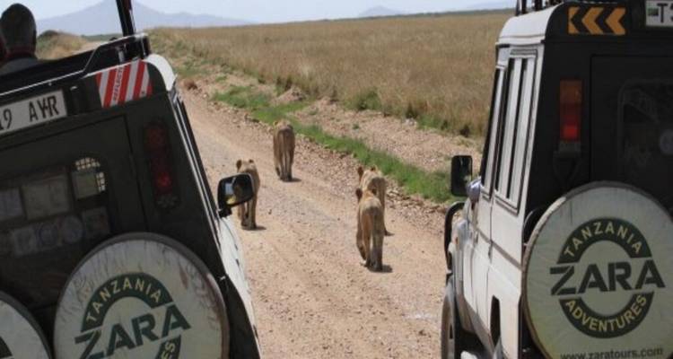 Elephant Package with Charity Support - 06 Days Safari - Zara Tours (Zara Tanzania Adventures) 8