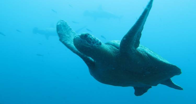 6 jours d'exploration des Galápagos : Aventure au pays des merveilles de la nature - Responsible Travel South America 2