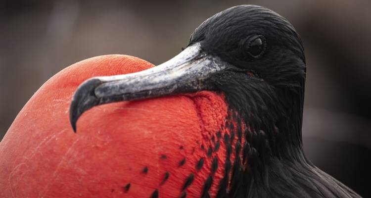 6 jours d'exploration des Galápagos : Aventure au pays des merveilles de la nature - Responsible Travel South America 3