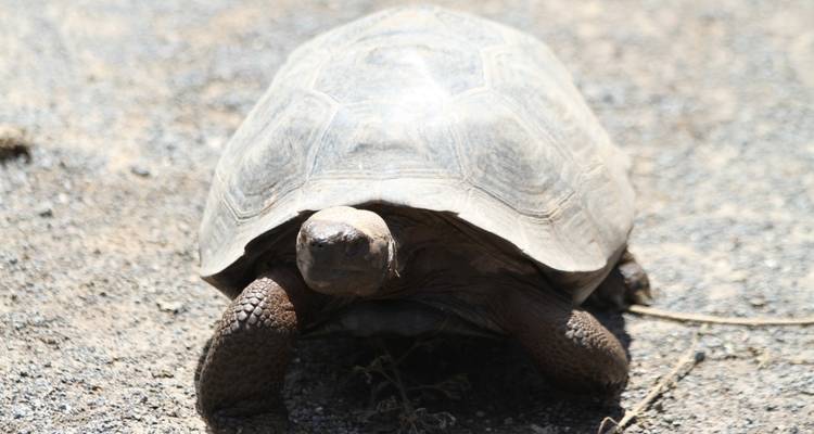 6 jours d'exploration des Galápagos : Aventure au pays des merveilles de la nature - Responsible Travel South America 4