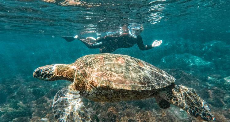 Un esnorkelista deslizándose sobre una tortuga marina verde en aguas turquesas cristalinas rodeado de arrecife.