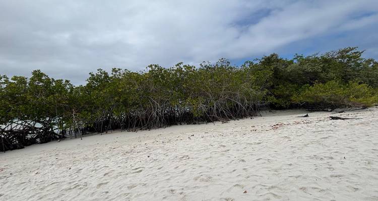 Plage de sable blanc tranquille adossée à des mangroves denses sous un ciel gris