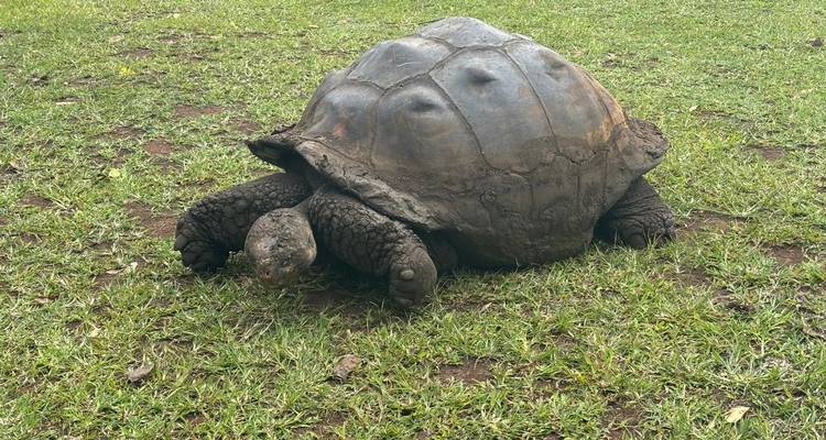 Grande tortue géante des Galápagos paissant sur l'herbe verte