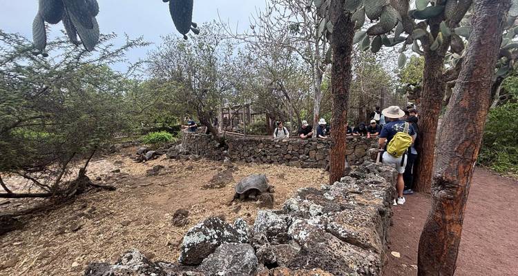 Les visiteurs se sont rassemblés autour d'une enceinte en pierre pour observer une tortue dans un habitat semi-sauvage.