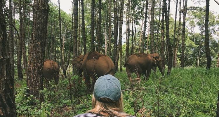 Thailand Elephant Experience: Animal Welfare, Conservation & Jungle Trekking - GIVE Volunteers 3