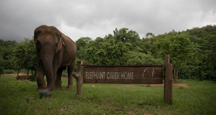 Thailand Elephant Experience: Animal Welfare, Conservation & Jungle Trekking - GIVE Volunteers 4
