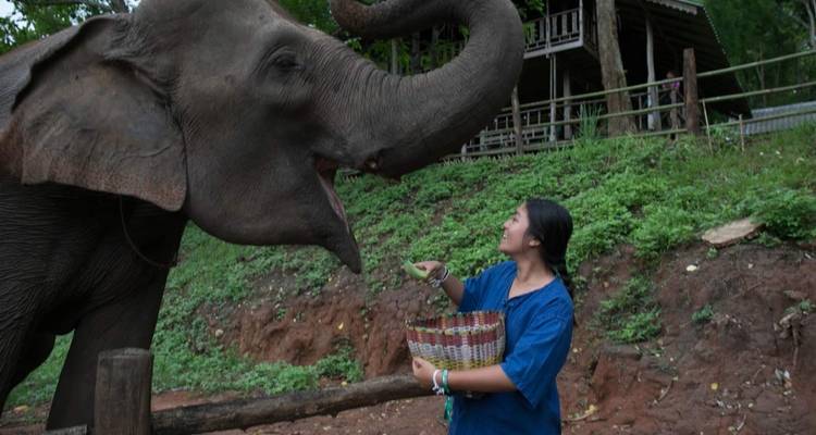 Thailand Elephant Experience: Animal Welfare, Conservation & Jungle Trekking - GIVE Volunteers 6
