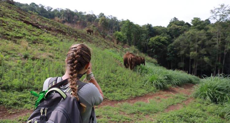 Thailand Elephant Experience: Animal Welfare, Conservation & Jungle Trekking - GIVE Volunteers 7