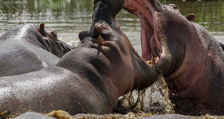 8 días 7 noches safari de lujo en Kenia - BESH AFRICAN ADVENTURES 4