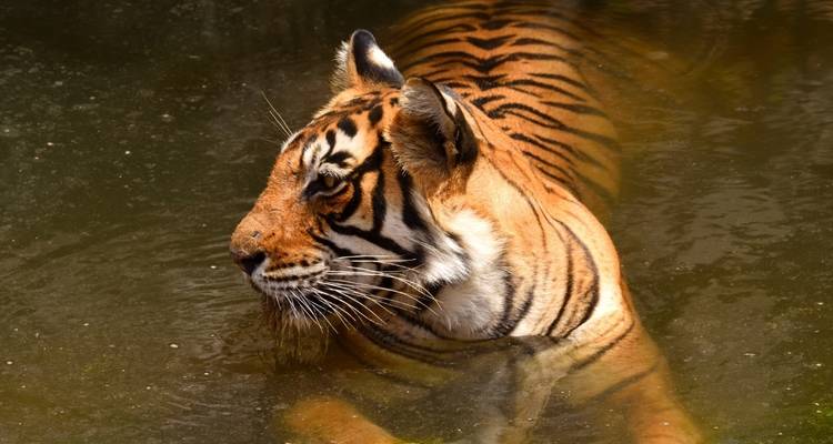 Triangle d'or de luxe avec les tigres de Ranthambore - Taj Mahal au lever/coucher du soleil - 5 jours - Joyful Holidays 1